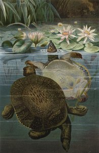 Softshell Turtle